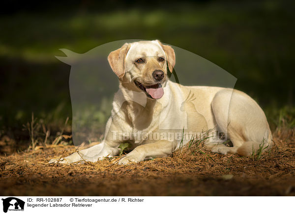 liegender Labrador Retriever / lying Labrador Retriever / RR-102887