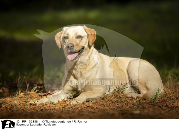 liegender Labrador Retriever / lying Labrador Retriever / RR-102888