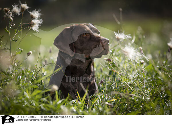 Labrador Retriever Portrait / Labrador Retriever portrait / RR-103062