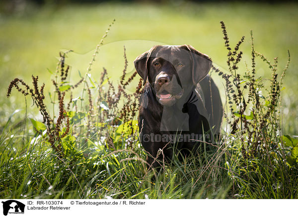 Labrador Retriever / Labrador Retriever / RR-103074