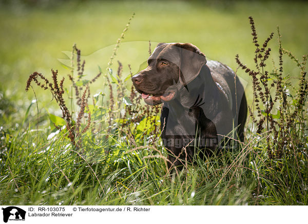 Labrador Retriever / Labrador Retriever / RR-103075