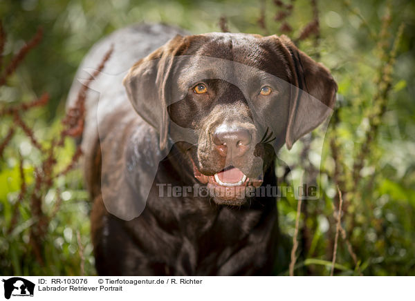 Labrador Retriever Portrait / Labrador Retriever portrait / RR-103076