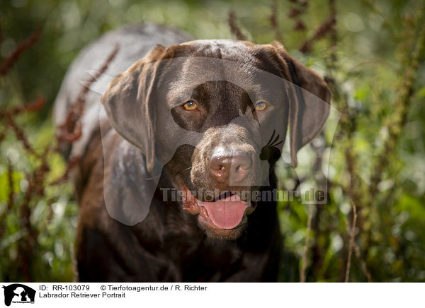 Labrador Retriever Portrait / Labrador Retriever portrait / RR-103079