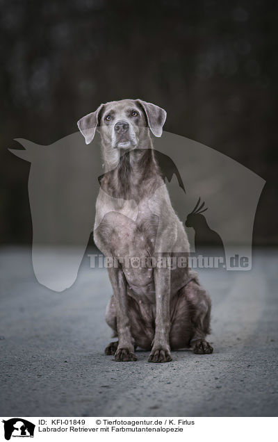 Labrador Retriever mit Farbmutantenalopezie / Labrador Retriever with colour dilution alopecia / KFI-01849