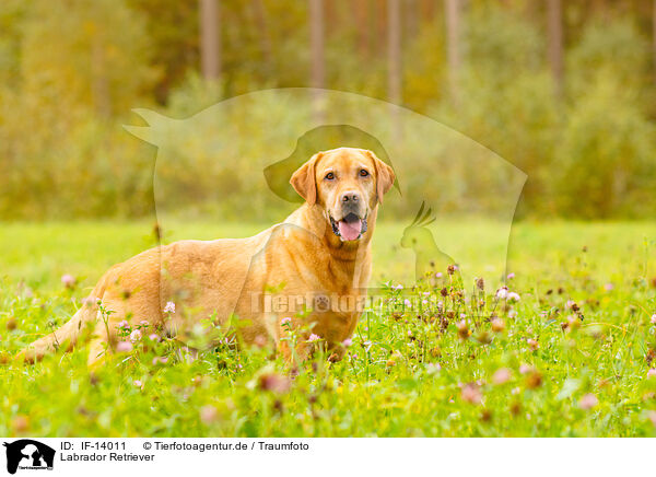 Labrador Retriever / Labrador Retriever / IF-14011