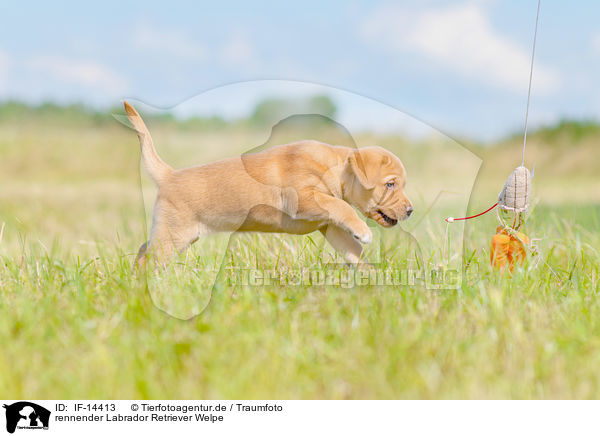 rennender Labrador Retriever Welpe / running Labrador Retriever Puppy / IF-14413