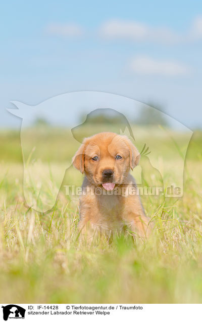 sitzender Labrador Retriever Welpe / sitting Labrador Retriever puppy / IF-14428