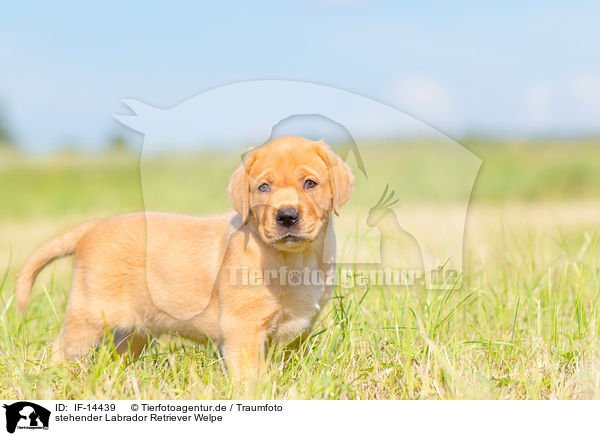 stehender Labrador Retriever Welpe / standing Labrador Retriever puppy / IF-14439