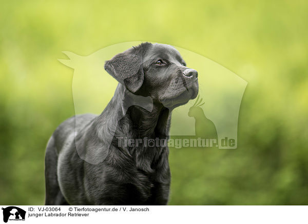 junger Labrador Retriever / young Labrador Retriever / VJ-03064