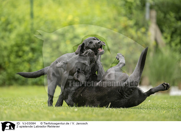 2 spielende Labrador Retriever / 2 playing Labrador Retriever / VJ-03084