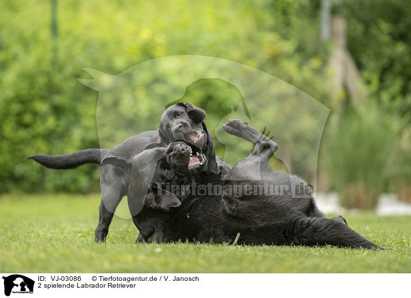 2 spielende Labrador Retriever / 2 playing Labrador Retriever / VJ-03086