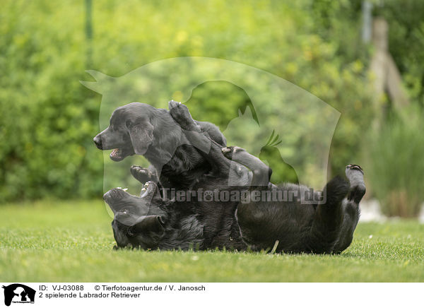 2 spielende Labrador Retriever / 2 playing Labrador Retriever / VJ-03088