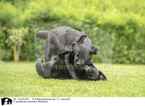 2 spielende Labrador Retriever / 2 playing Labrador Retriever / VJ-03100