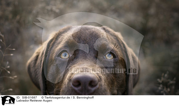 Labrador Retriever Augen / SIB-01687