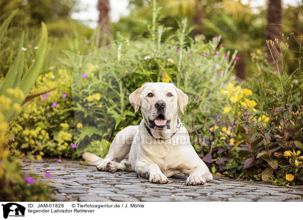 liegender Labrador Retriever / lying Labrador Retriever / JAM-01828