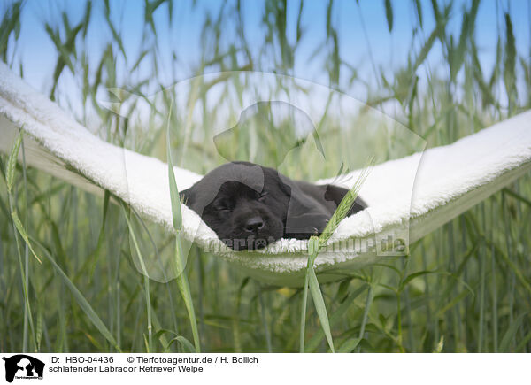 schlafender Labrador Retriever Welpe / HBO-04436