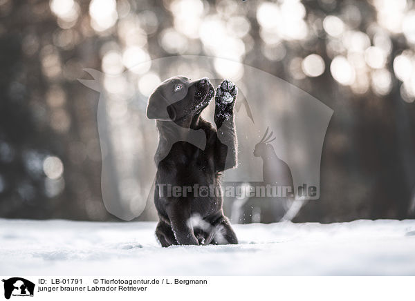 junger brauner Labrador Retriever / young brown Labrador Retriever / LB-01791