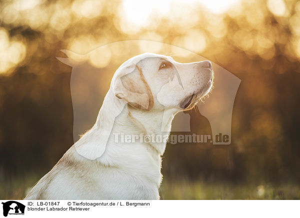 blonder Labrador Retriever / blonde Labrador Retriever / LB-01847