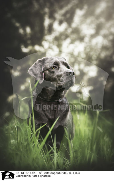 Labrador in Farbe charcoal / charcoal Labrador / KFI-01872