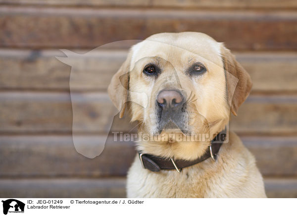 Labrador Retriever / Labrador Retriever / JEG-01249