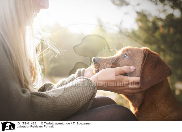 Labrador Retriever Portrait / Labrador Retriever Portrait / TS-01429