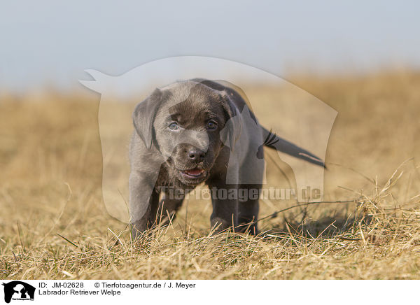 Labrador Retriever Welpe / Labrador Retriever Puppy / JM-02628