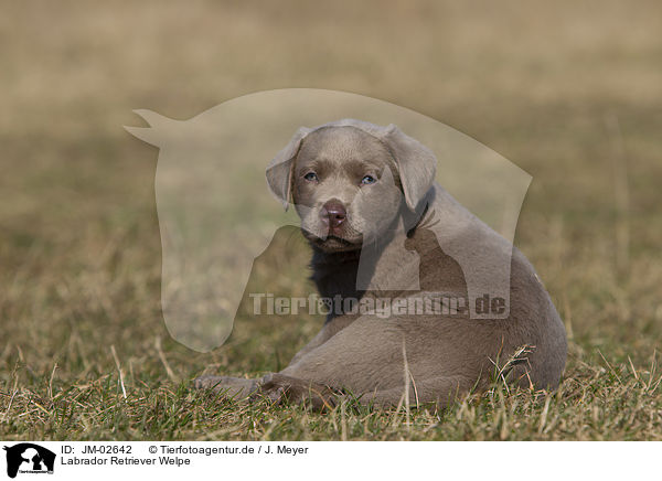 Labrador Retriever Welpe / Labrador Retriever Puppy / JM-02642