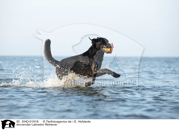 rennender Labrador Retriever / running Labrador Retriever / EHO-01918