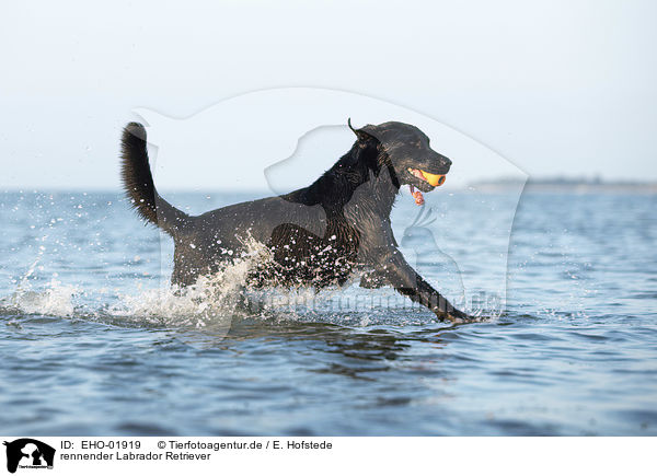 rennender Labrador Retriever / running Labrador Retriever / EHO-01919