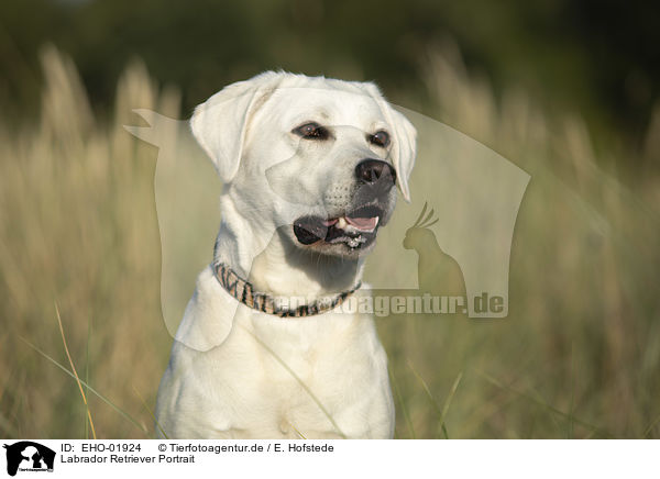 Labrador Retriever Portrait / Labrador Retriever Portrait / EHO-01924