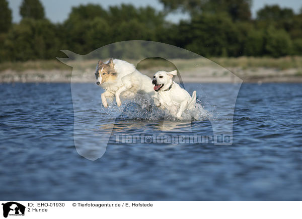 2 Hunde / 2 dogs / EHO-01930