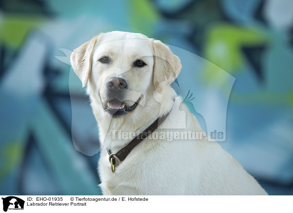 Labrador Retriever Portrait / Labrador Retriever Portrait / EHO-01935