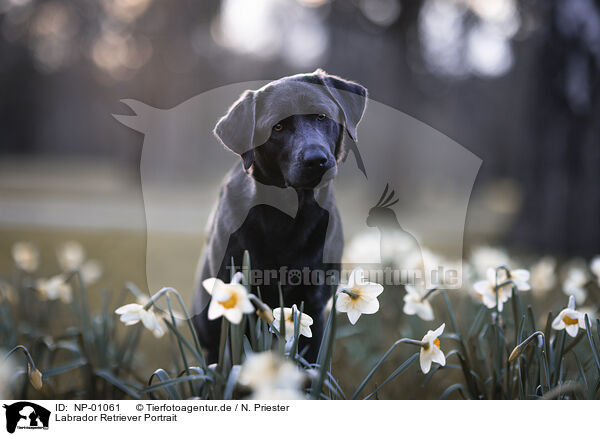 Labrador Retriever Portrait / NP-01061