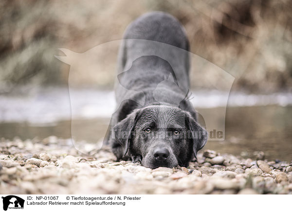 Labrador Retriever macht Spielaufforderung / Labrador Retriever gives invitation to play / NP-01067