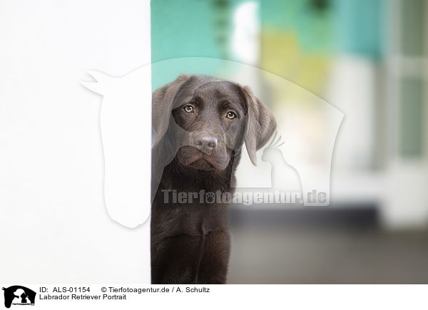 Labrador Retriever Portrait / Labrador Retriever Portrait / ALS-01154