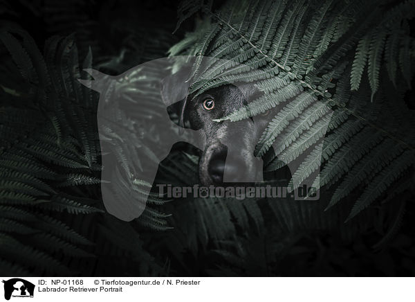 Labrador Retriever Portrait / Labrador Retriever Portrait / NP-01168