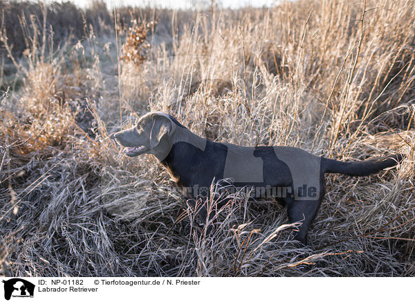 Labrador Retriever / Labrador Retriever / NP-01182