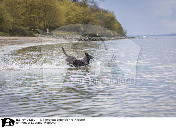 rennender Labrador Retriever / running Labrador Retriever / NP-01259