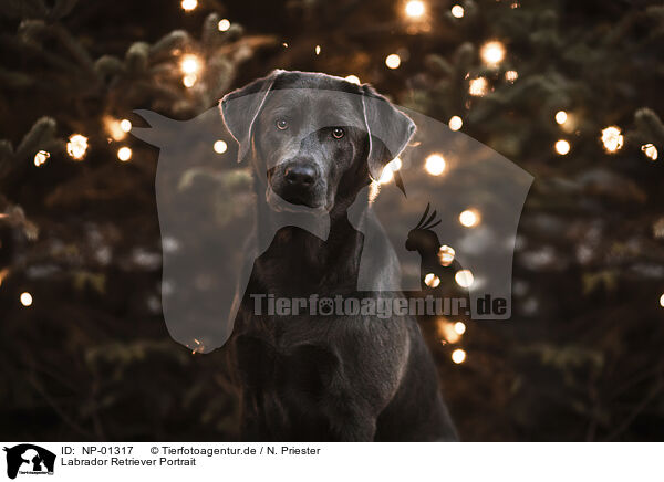 Labrador Retriever Portrait / Labrador Retriever Portrait / NP-01317