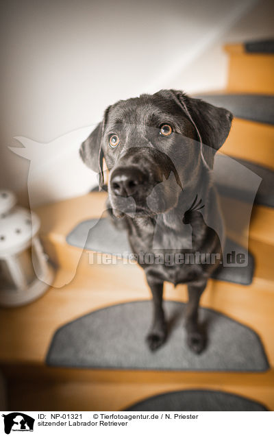 sitzender Labrador Retriever / sitting Labrador Retriever / NP-01321