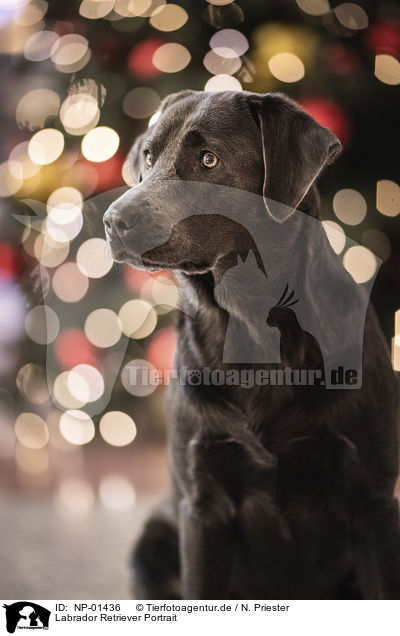 Labrador Retriever Portrait / Labrador Retriever Portrait / NP-01436
