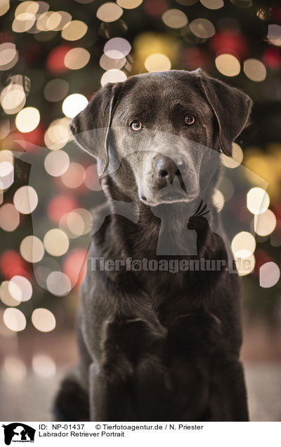 Labrador Retriever Portrait / Labrador Retriever Portrait / NP-01437