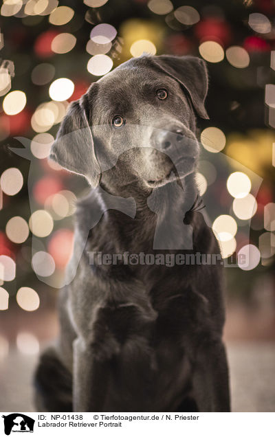 Labrador Retriever Portrait / Labrador Retriever Portrait / NP-01438