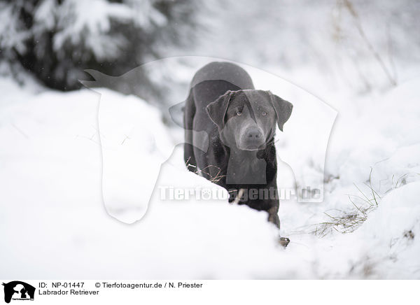 Labrador Retriever / Labrador Retriever / NP-01447