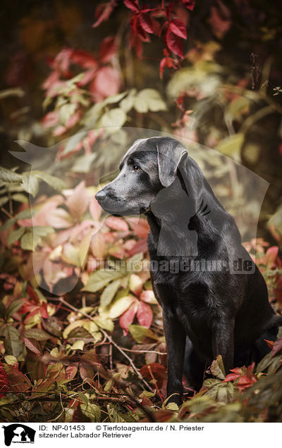 sitzender Labrador Retriever / sitting Labrador Retriever / NP-01453