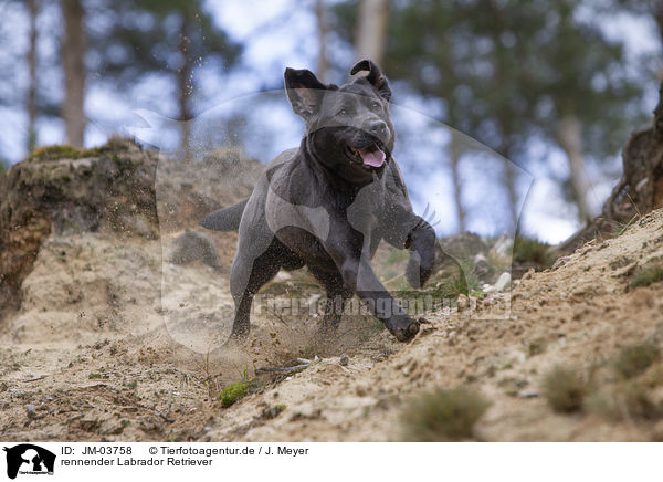 rennender Labrador Retriever / running Labrador Retriever / JM-03758