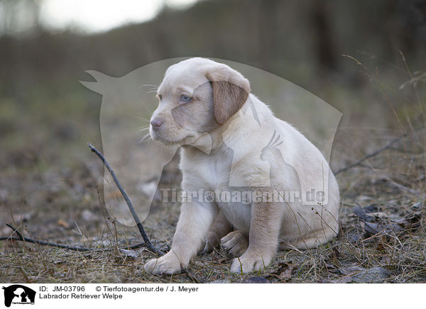 Labrador Retriever Welpe / Labrador Retriever Puppy / JM-03796