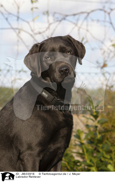 Labrador Retriever / Labrador Retriever / JM-03918