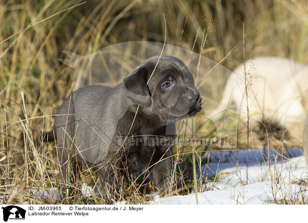 Labrador Retriever Welpe / Labrador Retriever Puppy / JM-03965