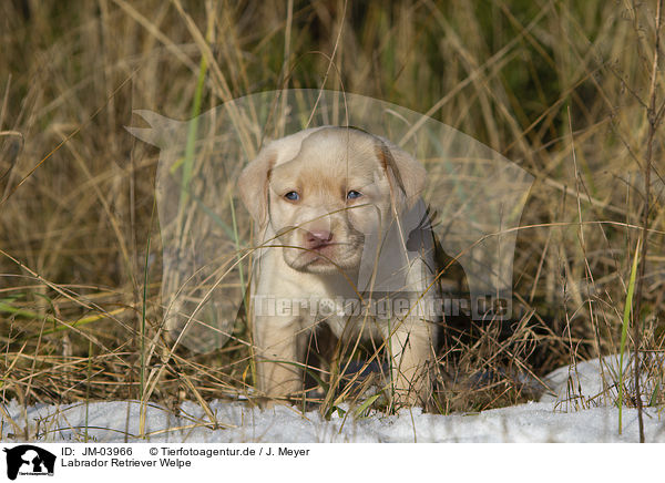 Labrador Retriever Welpe / Labrador Retriever Puppy / JM-03966